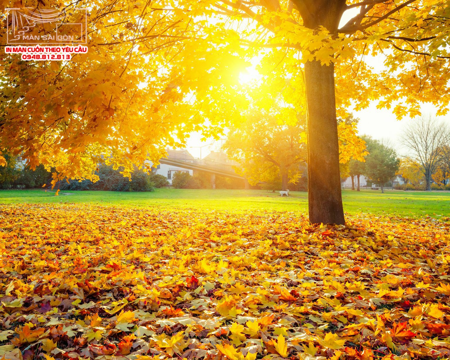 Man cuon in tranh - Màn cuốn in tranh