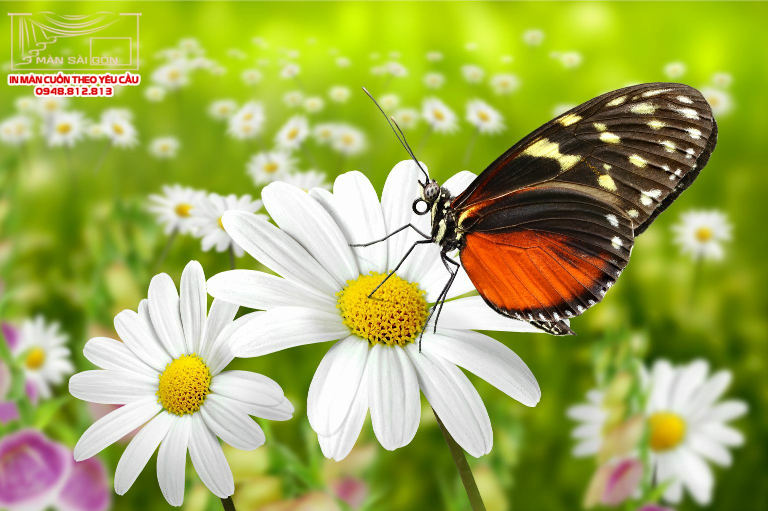 Man cuon in tranh - Màn cuốn in tranh