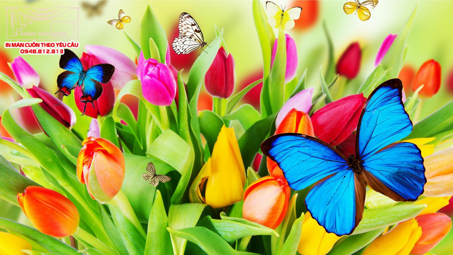 Man cuon in tranh - Màn cuốn in tranh