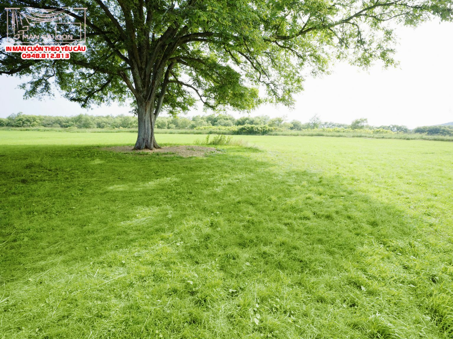 Man cuon in tranh - Màn cuốn in tranh