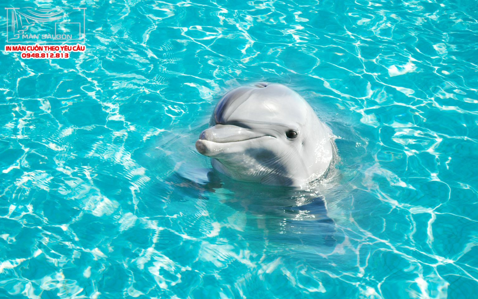 Man cuon in tranh - Màn cuốn in tranh