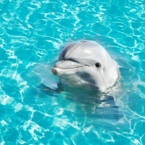 Màn cuốn in tranh BIEN-57