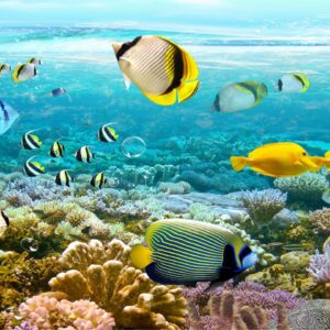 màn cuốn in tranh cảnh biển