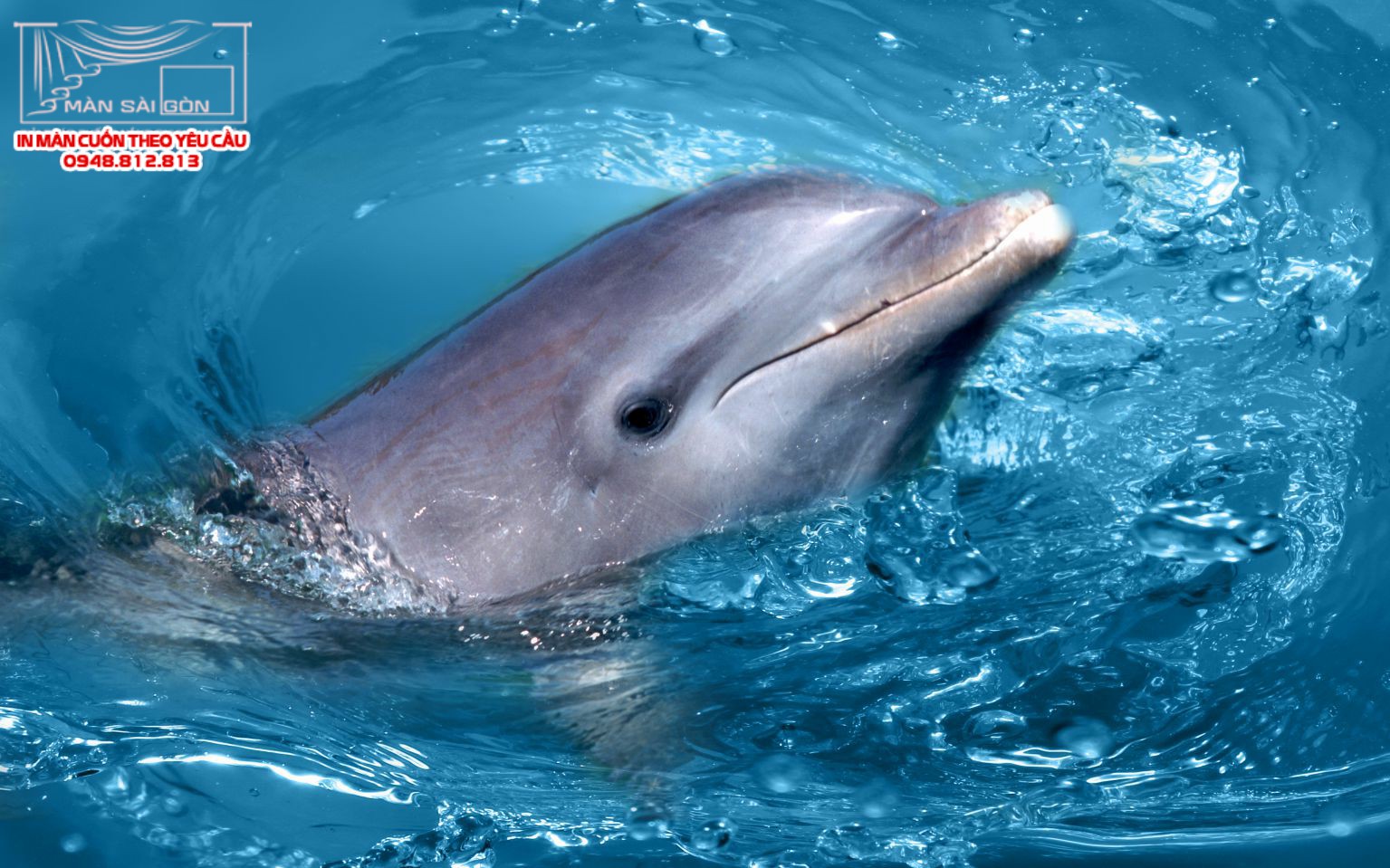 Man cuon in tranh - Màn cuốn in tranh