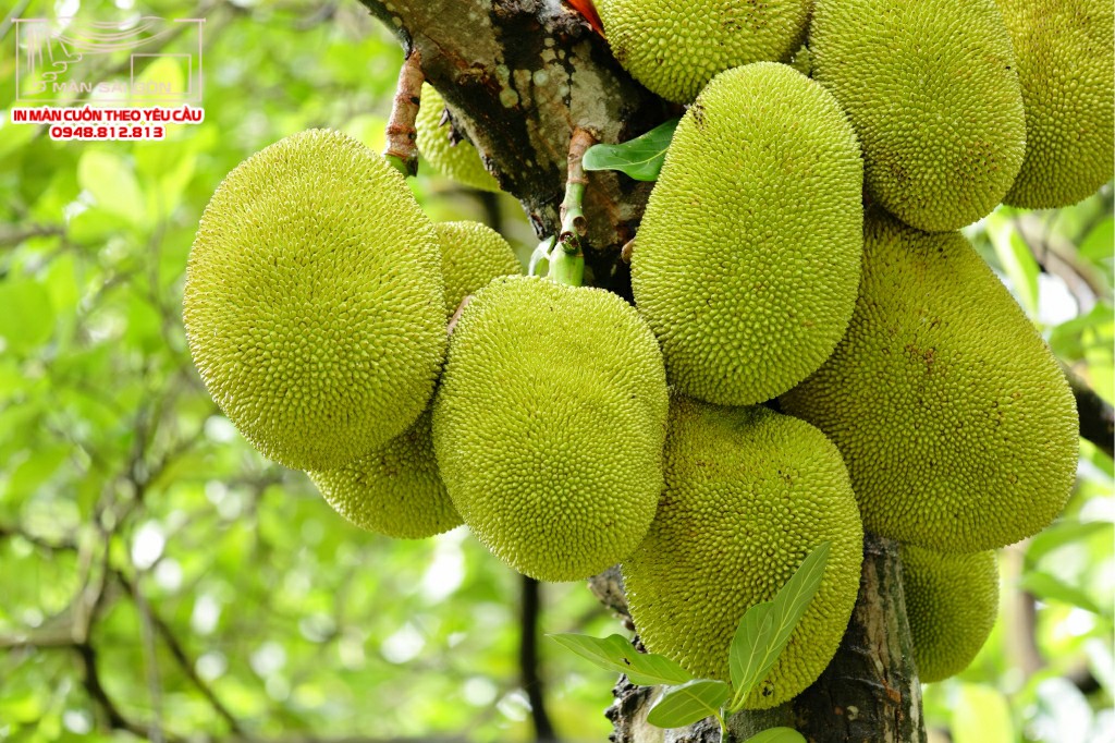 Man cuon in tranh - Màn cuốn in tranh