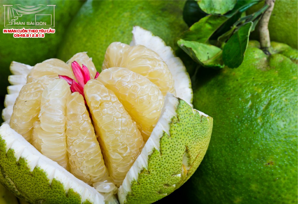 Man cuon in tranh - Màn cuốn in tranh