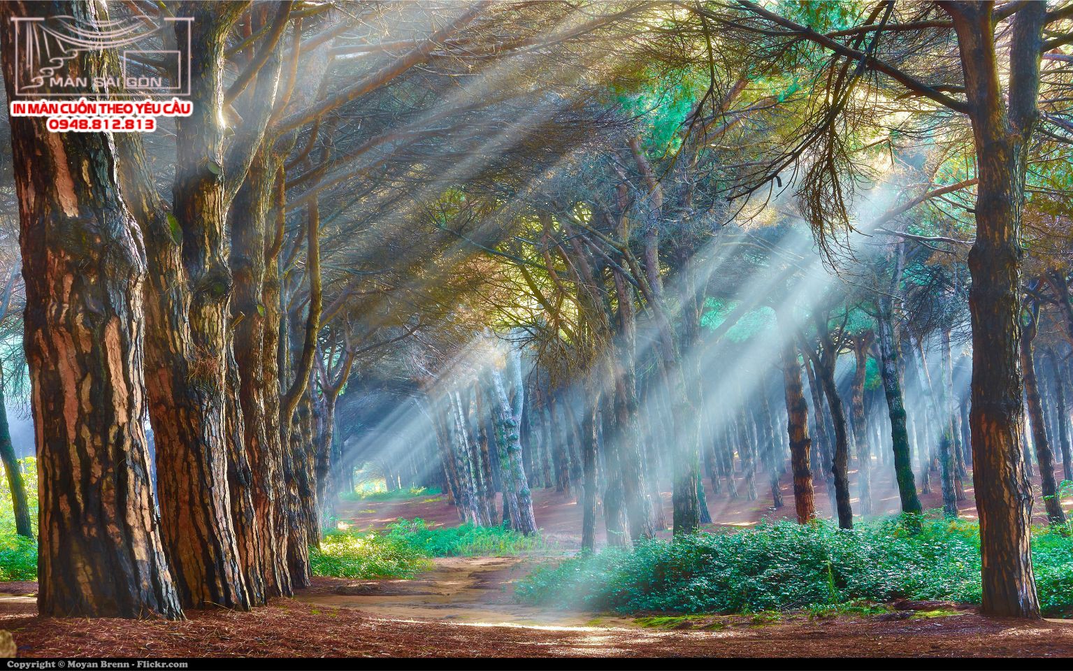 Man cuon in tranh - Màn cuốn in tranh